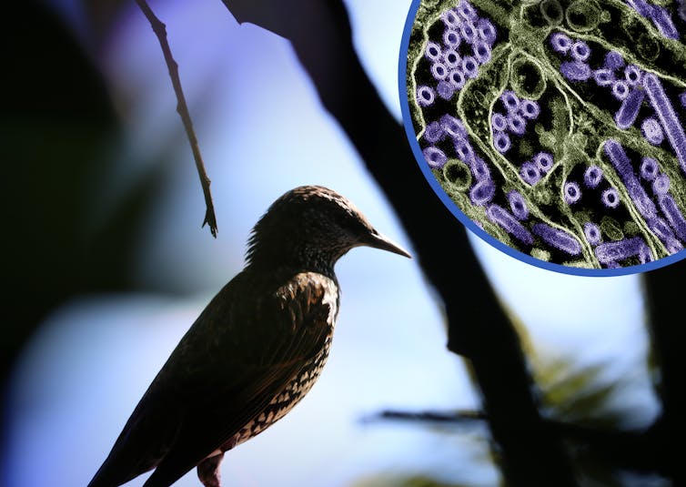 A bird and an image of H5N1 viral particles on a blue background