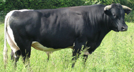 Glocester bull