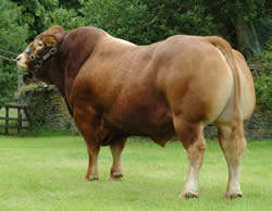 Limousin bull