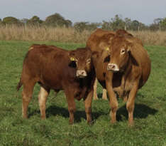 Lmousin cow and calf